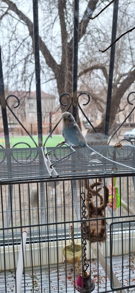 Попугаи Чехи с большой клеткой