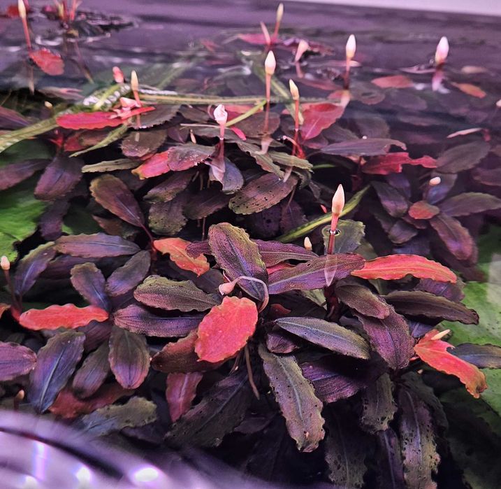 Buchephalandra Kedagang