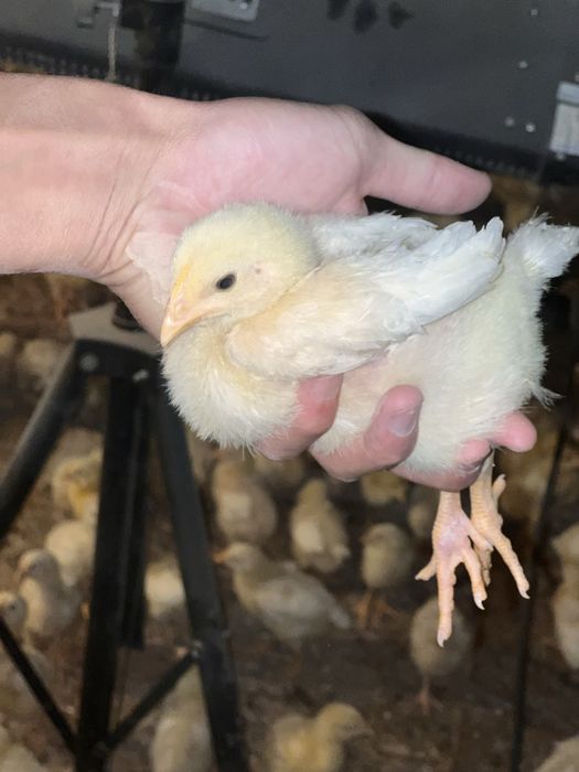 Joja broller sogʻlom