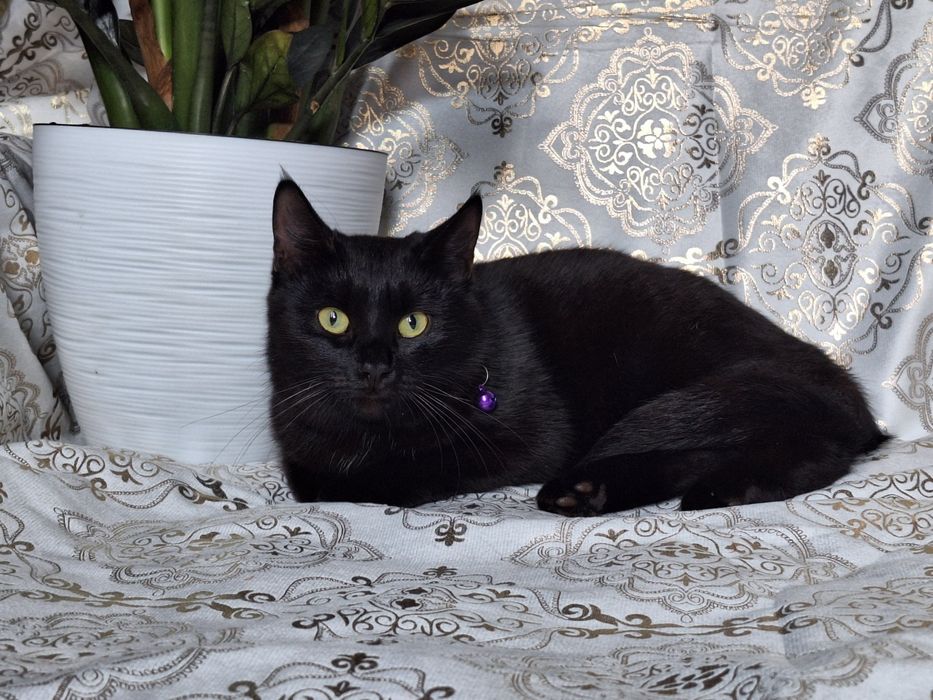 Подарите Чиппику семью