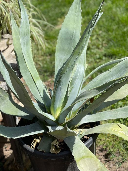 Vand flori ornamentale AGAVA AMERICANE  BUC 3