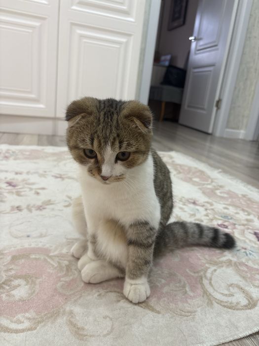 Кот вислоухой породистый