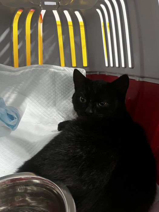 Ofer spre adopție pisicuță salvată