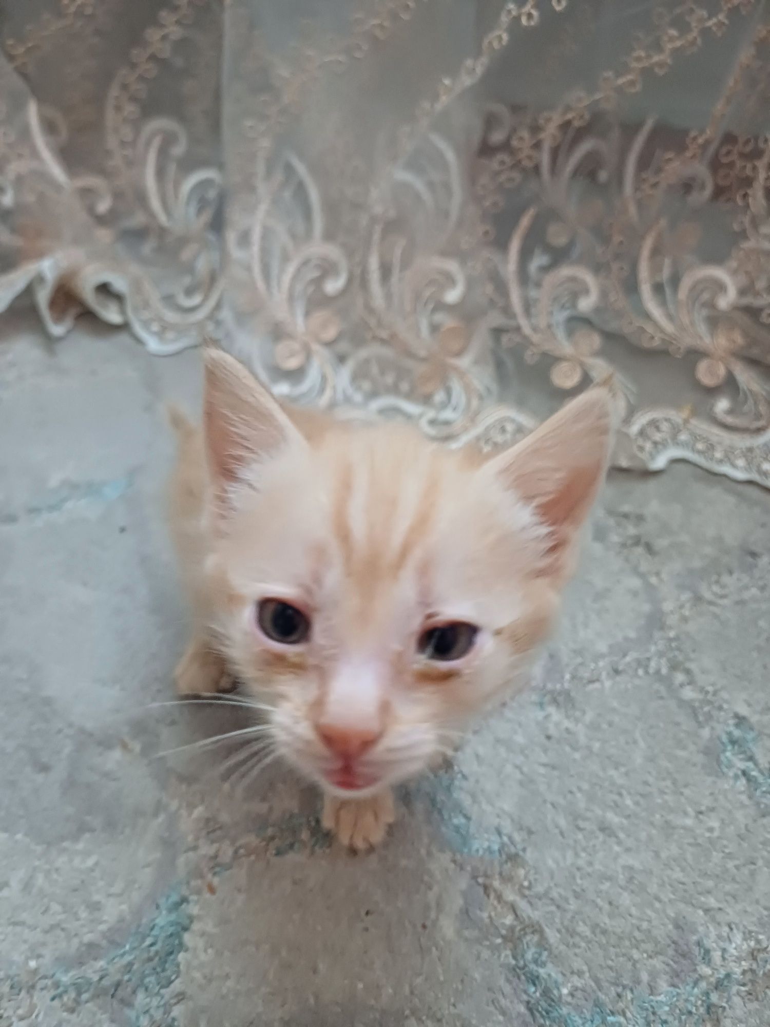 Отдам котёнка в добрые руки