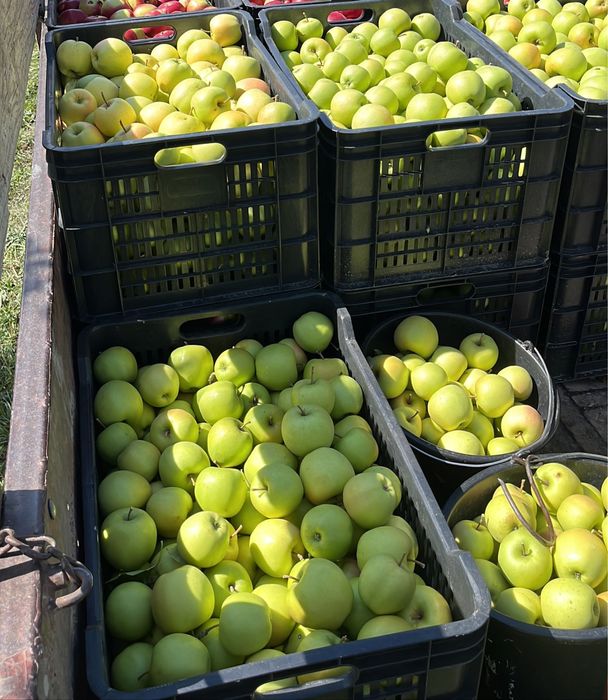 Vand diferite soiuri de mere!