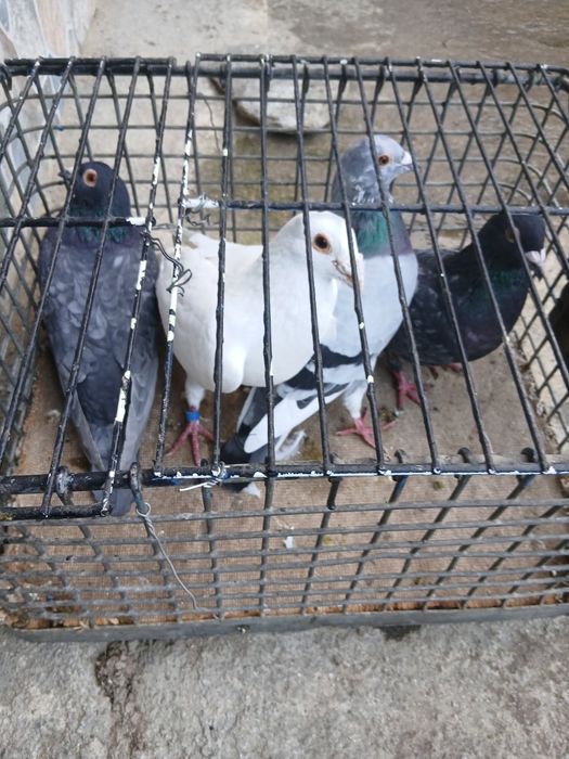 Vând haine ( ce este în poze )