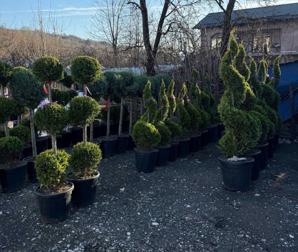 Plante ornamentale de diferite varietatii