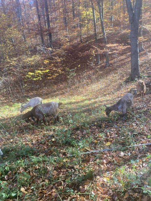 Vand capre genstantw