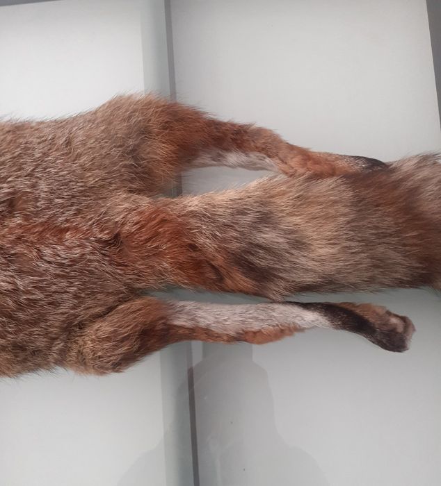 Яка от лисица естествен косъм цяла лисица