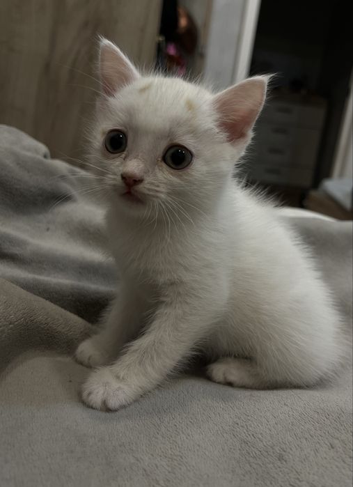 Отдаем красивого котенка