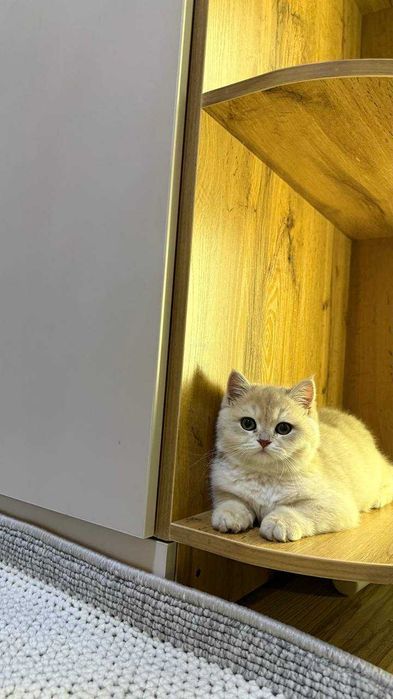 Серебристая шиншилла, пушистая, приучена к дому — идеальный питомец.