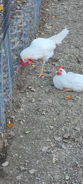 Петли бял легхорн 4 броя