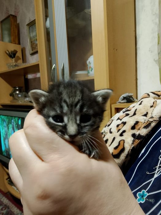 Отдам даром котят