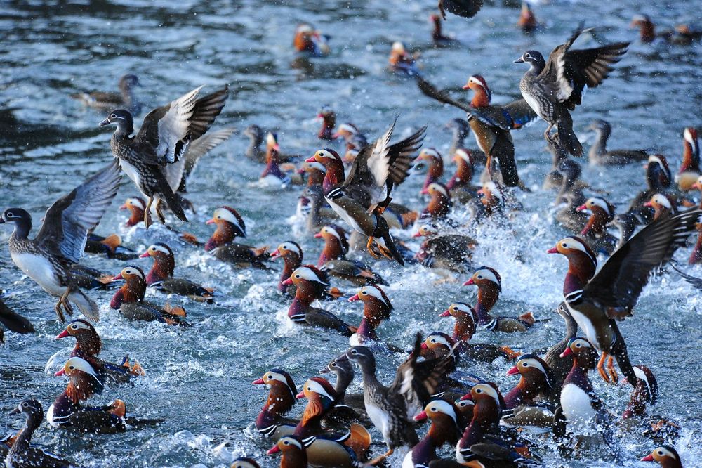 Nikon AF 80-400mm f/4.5-5.6D ED VR Nikkor обектив Никон