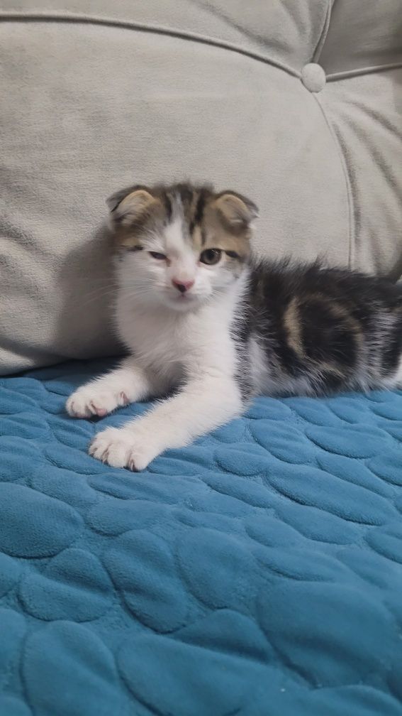 Вислоухий котик с красивыми глазами