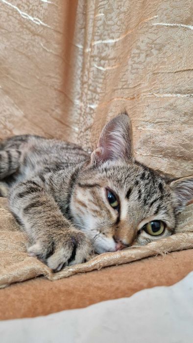 Котёнок-девочка Тося ищет дом и надёжных хозяев