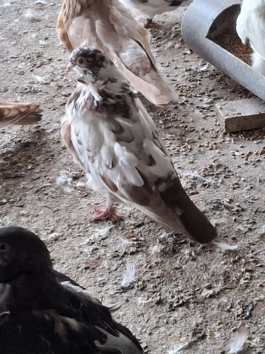 Porumbei pescarusi chinezi