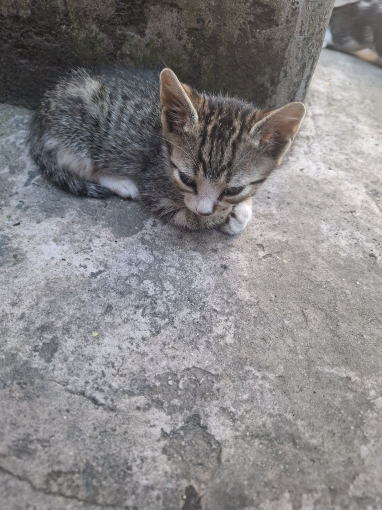 Ofer pui de pisica spre adoptie