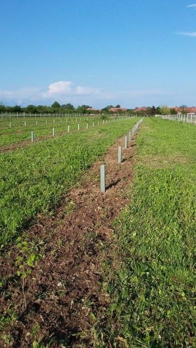 Vand puieti de aluni, carpen sau plop micorizati cu trufe albe/negre