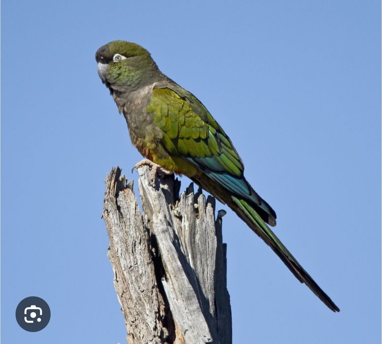 Скалистые ары или Патагонские молодая пара  ары