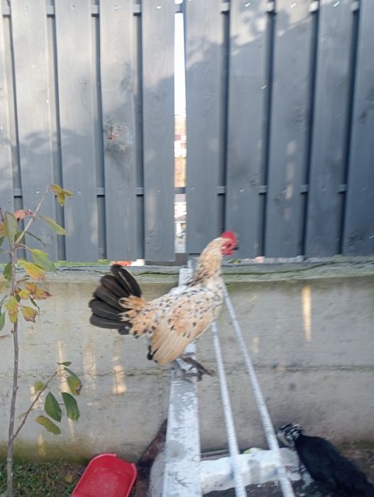 De vânzare mii de flori