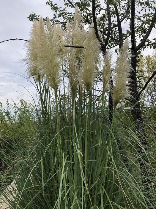 Pampas natural diferite modele