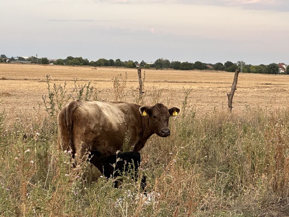 Продавам телета