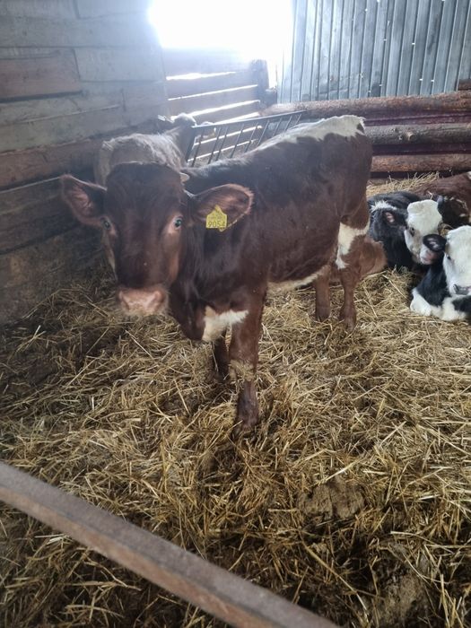 Vand un tauras pe rosu