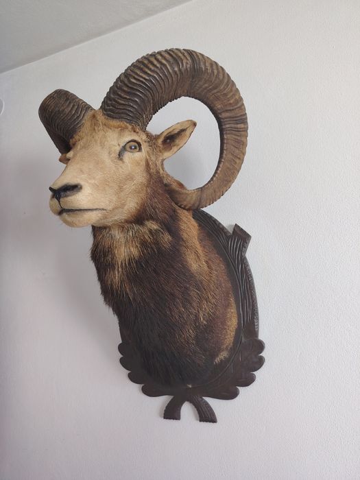 Trofeu muflon berbec
