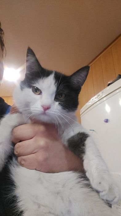 Котенок. Отдам котят.