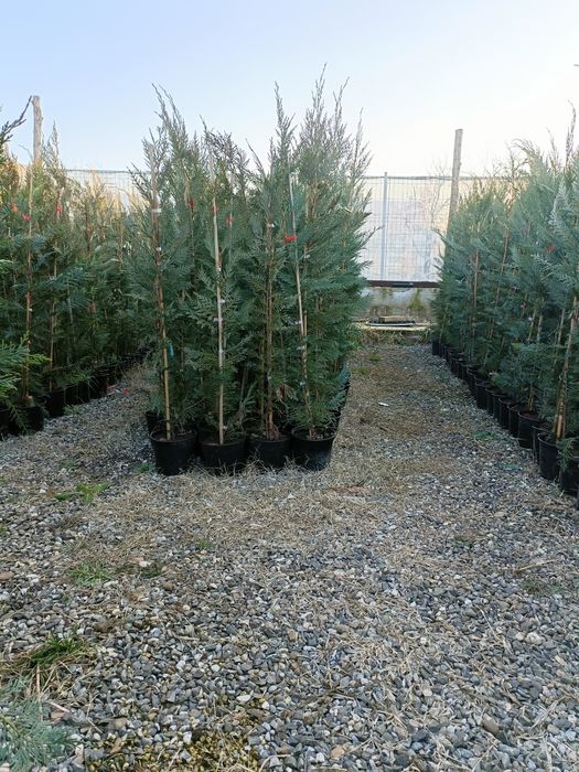 Tuia.  Chiparos  leylandii (OFERTA 160-170cm )