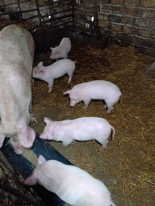 Продавам малки прасета