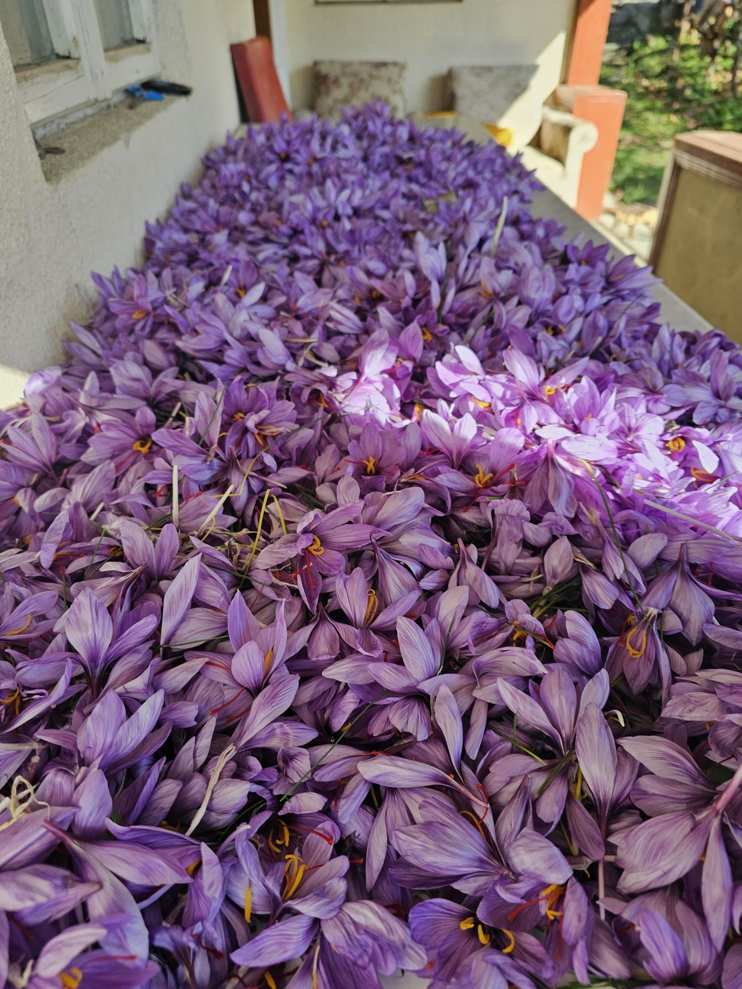 Sofran uscat / bulbi crocus-sativus