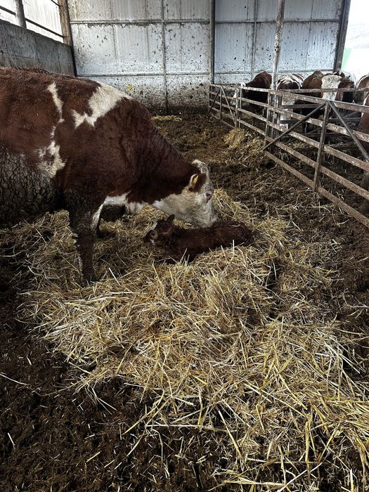 Vand junici si vaci baltata romaneasca !