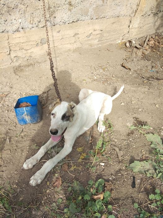 Продаётся Собака алабай