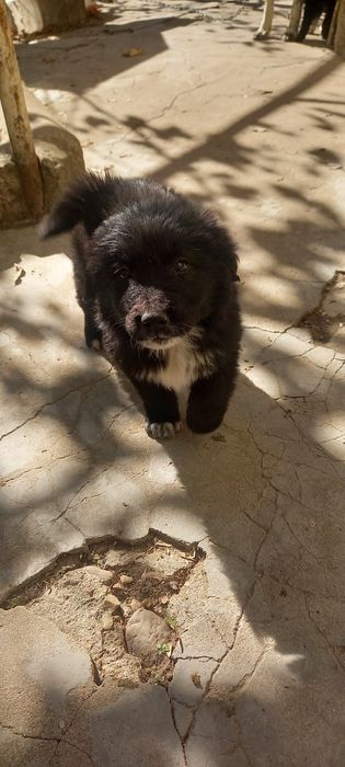 Продавам женско каракачанче на 2 месеца!