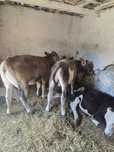 Vitea Aubrac și taur metis