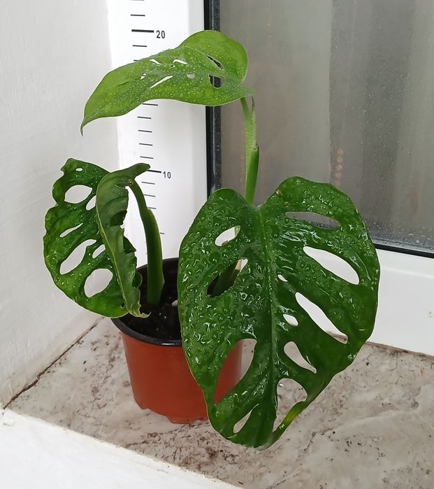 Сингониуми,Дяволски бръшлян, епипремнуми, монстера, пиперомия, мушкато