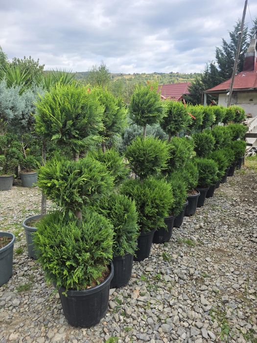 Tuia Globulari cu 3 sau mai multe bile