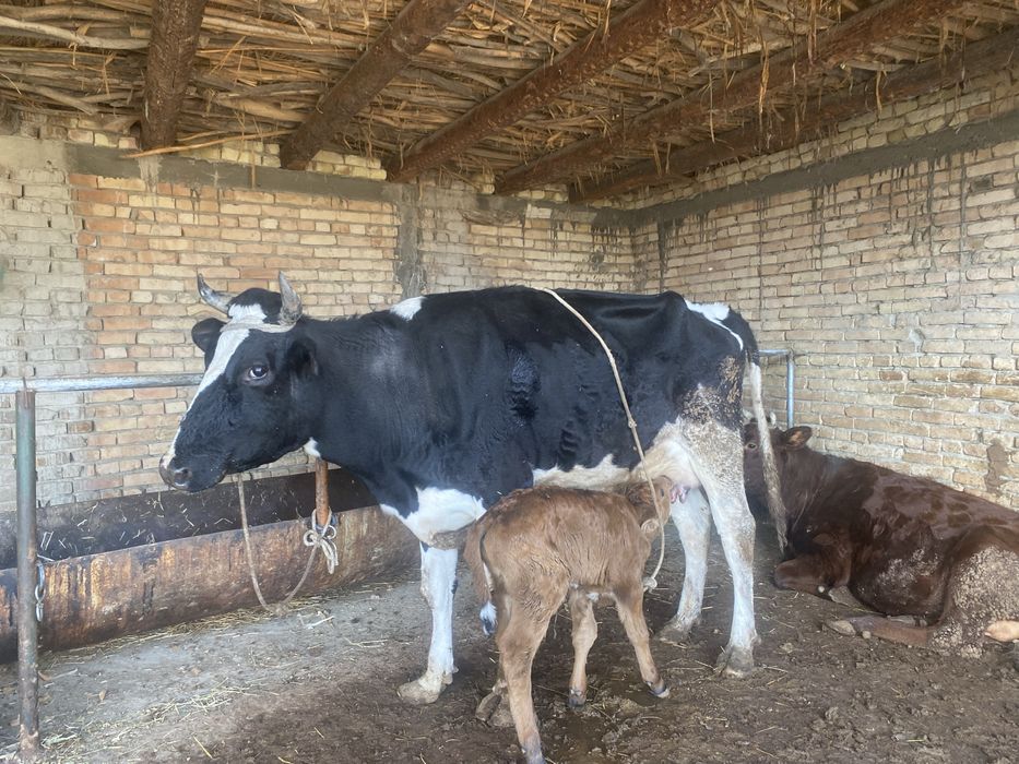 Ona bola sigir sotiladi