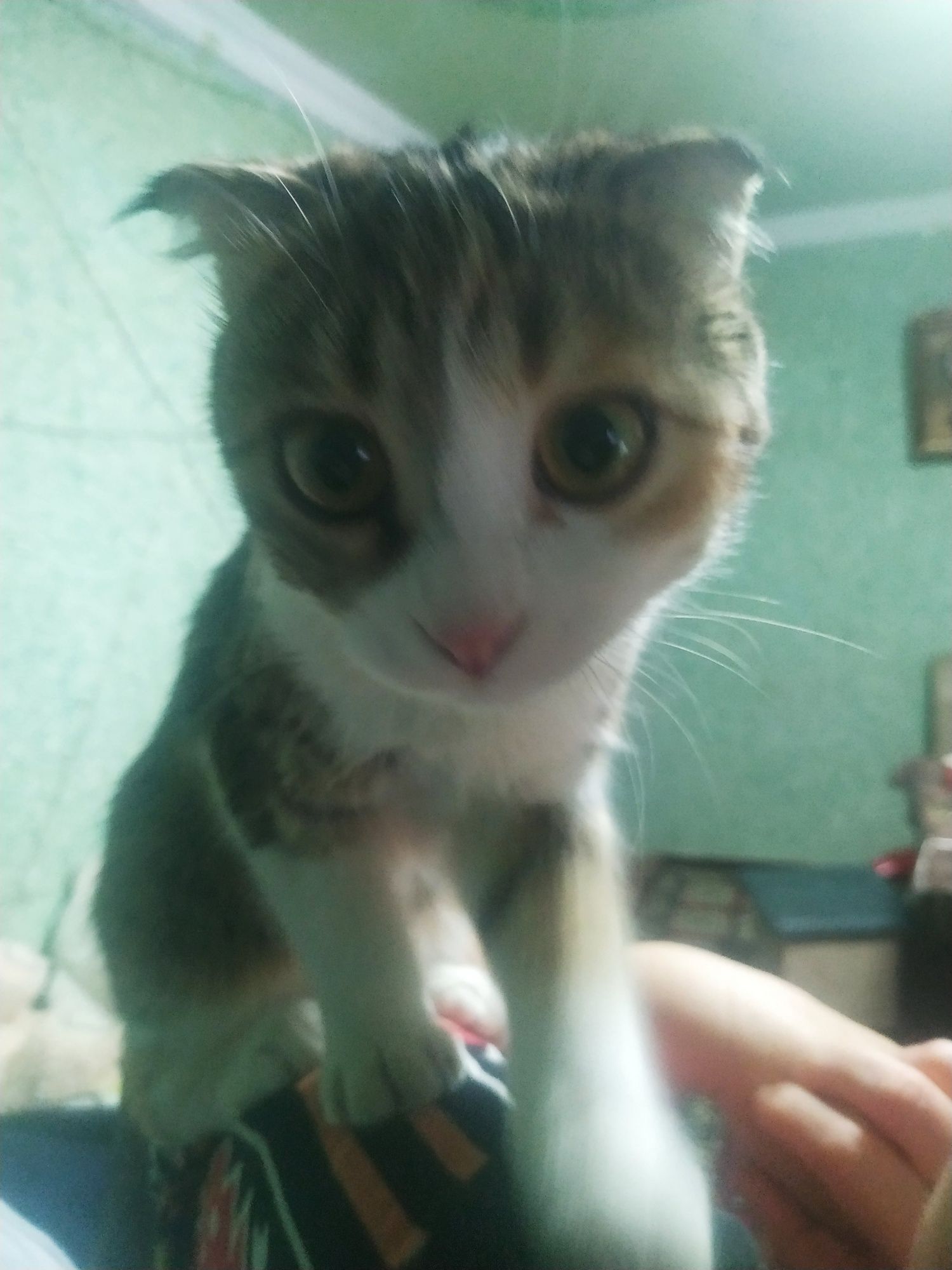 Мушук сотилади скотишфолд