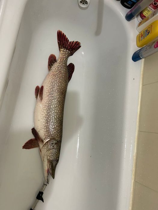 Продам супер уловистые приманки на СУДАКА, ЩУКУ, ЯЗЯ и ОКУНЯ.