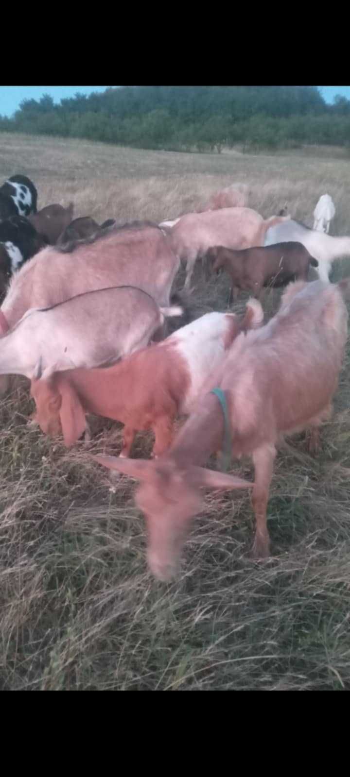 Vănd tapisori de 3 luni jumate frumoși din capre bune de lapte!