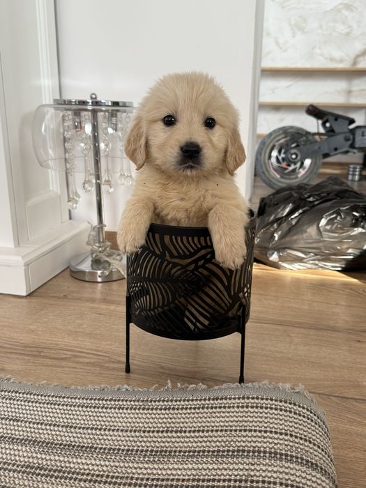 De vanzare Golden Retriever Cu Pedigree Real FCI si teste la zi