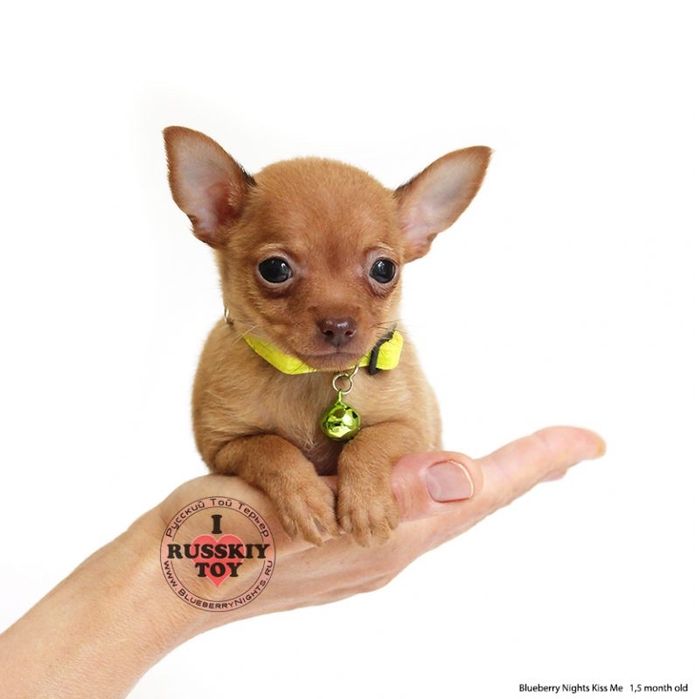 Продается мини тойтерьер мальчик