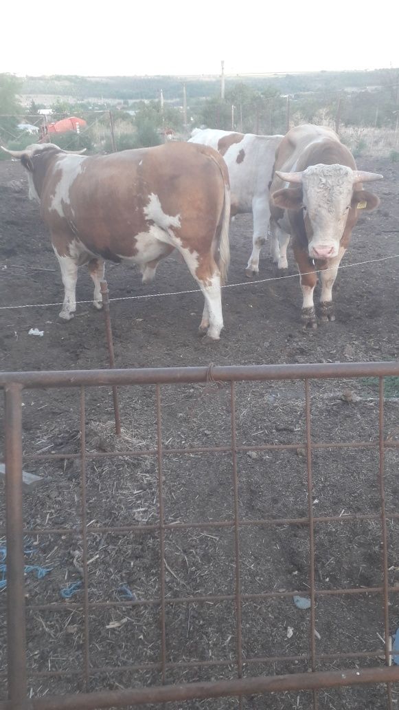 Vând  tauri înălțată românească