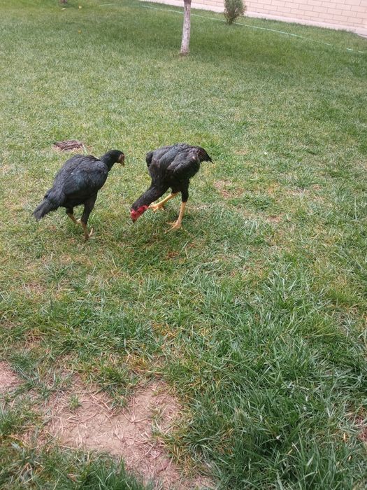 Daken xoroz tovigi bilan