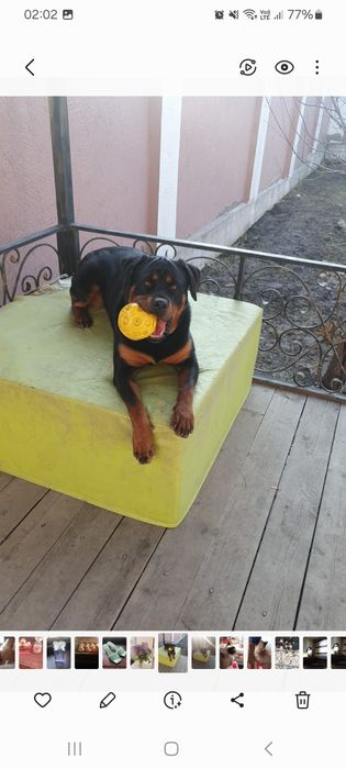 ротвейлер 4 года,девочка.