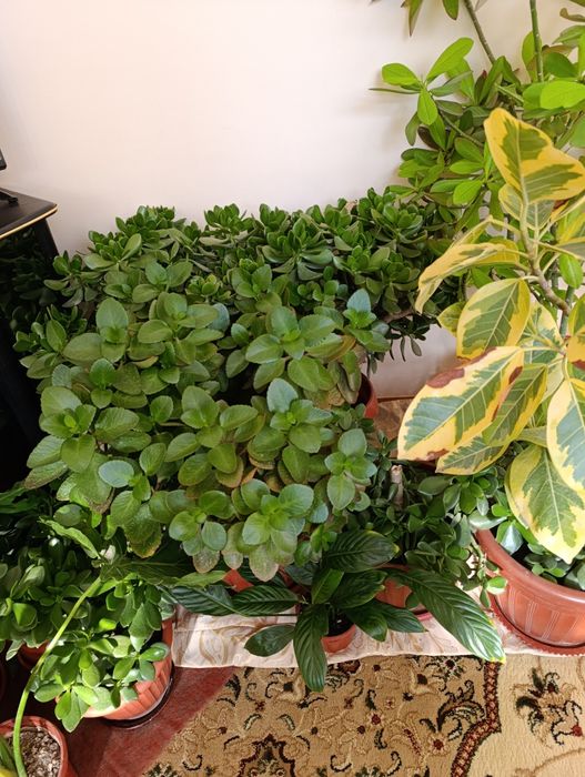 Dollar gullar, Доллар цветы