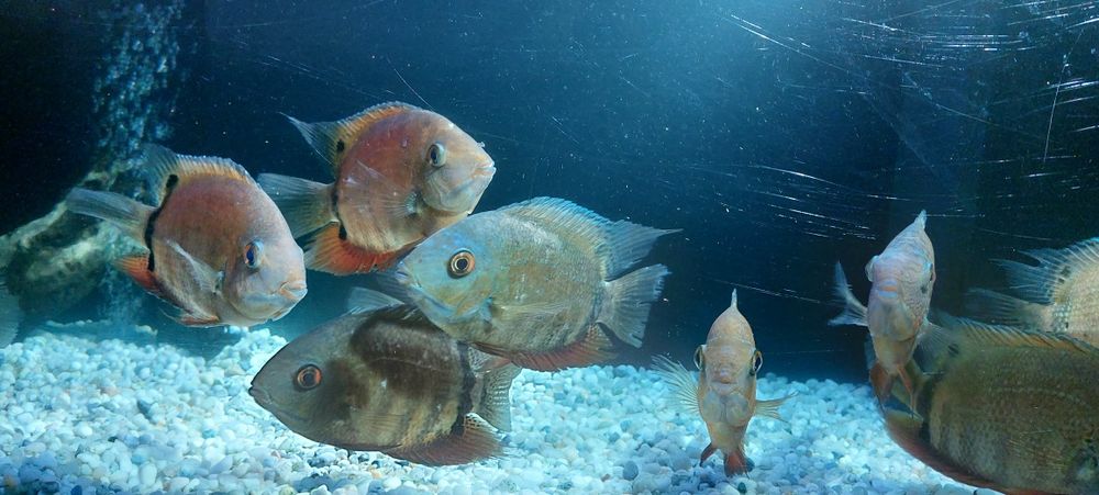 Ciclide americane severum